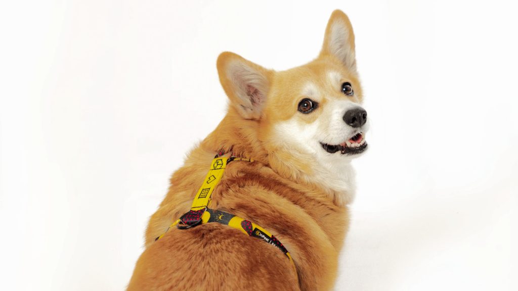 Pies rasy corgi w żółto-czarnych szelkach ze wzorem InPost są którym są paczki, serce i Paczkomat. Szelki są ze współpracy InPost i SeaDog.