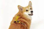 Pies rasy corgi w żółto-czarnych szelkach ze wzorem InPost są którym są paczki, serce i Paczkomat. Szelki są ze współpracy InPost i SeaDog.