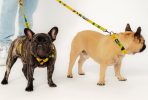 Psy rady buldog francuski w żółto-czarnych szelkach i smyczy ze wzorem InPost są którym są paczki, serce i Paczkomat. Szelki są ze współpracy InPost i SeaDog.