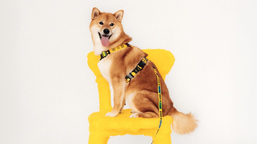 Pies rasy Shiba Inu siedzący na żółtym krześle z kolorową smyczą i szelkach ze wzorem InPost. Współpraca InPost i SeaDog.