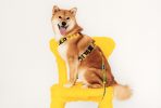 Pies rasy Shiba Inu siedzący na żółtym krześle z kolorową smyczą i szelkach ze wzorem InPost. Współpraca InPost i SeaDog.