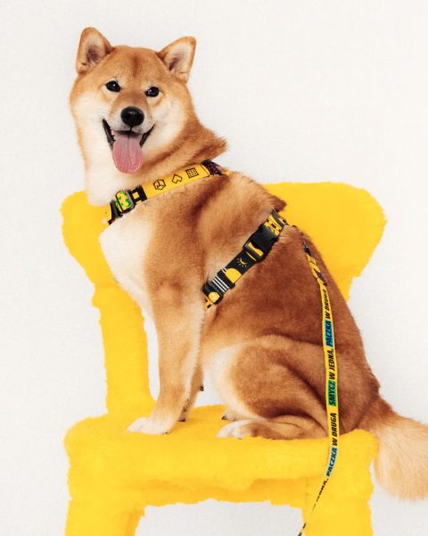 Pies rasy Shiba Inu siedzący na żółtym krześle z kolorową smyczą i szelkach ze wzorem InPost. Współpraca InPost i SeaDog.