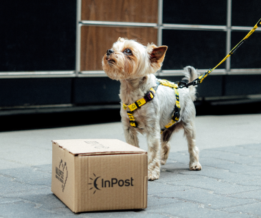 Pies rasy york w nowej kolekcji od InPost i SeaDog. Żółto-czarne smycze i szelki ze wzorami InPost z paczką, sercem i maszyną Paczkomat oraz napisem "smycz w jedną, paczka w drugą".